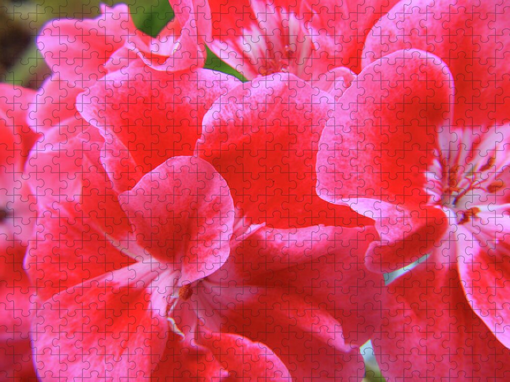 Geranium Jigsaw Puzzle featuring the photograph Pink Geranium Flower by Aidan Moran