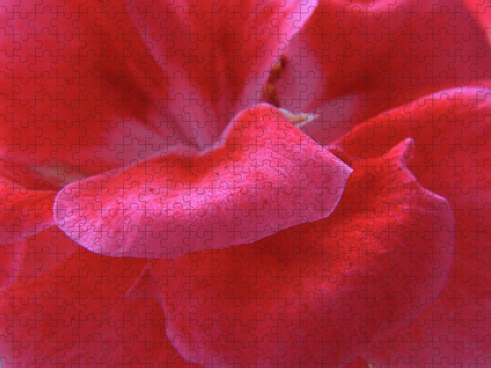 Geranium Jigsaw Puzzle featuring the photograph Pink Geranium Petals by Aidan Moran