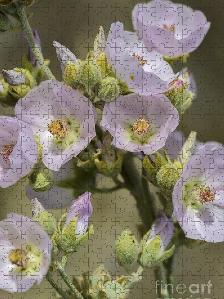 Globemallow Jigsaw Puzzle featuring the photograph Pink Globemallow Bouquet by Tamara Becker