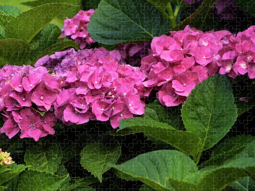 Hydrangea Jigsaw Puzzle featuring the photograph Pink Hydrangea by Elsa Santoro