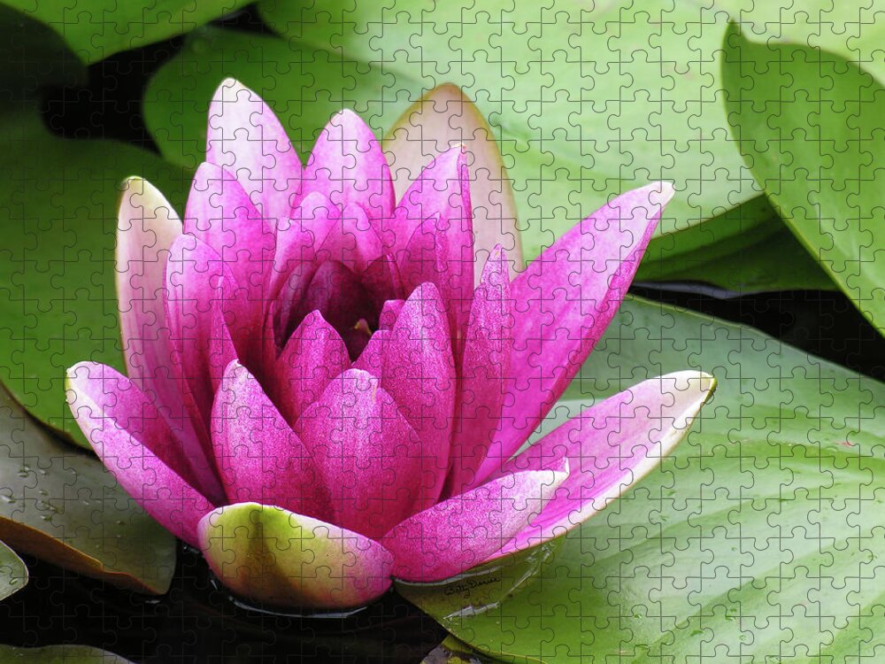 Flowers Jigsaw Puzzle featuring the photograph Pink Lotus Flower by Betty Denise