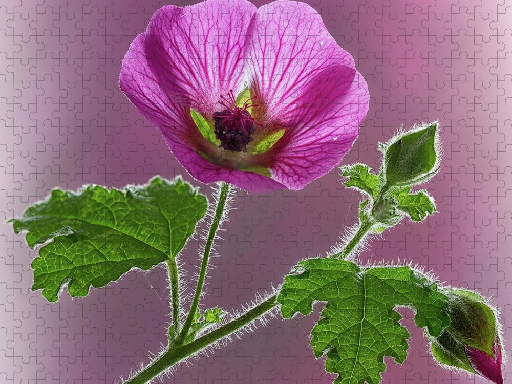 Blossom Jigsaw Puzzle featuring the photograph Pink Mallow Flower by Shirley Mitchell