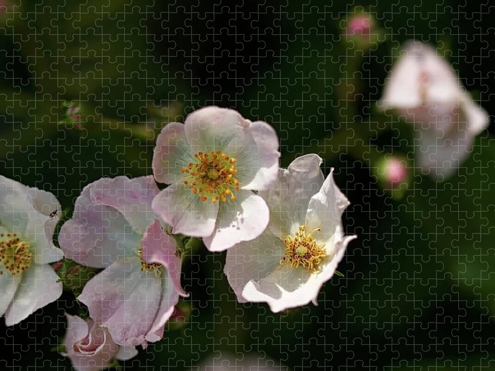Hdr Photography Jigsaw Puzzle featuring the photograph Pink on White by Richard Gregurich