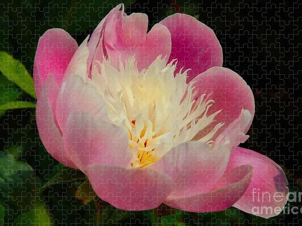 Flora Flowers Jigsaw Puzzle featuring the photograph Pink Peoni by Elaine Manley