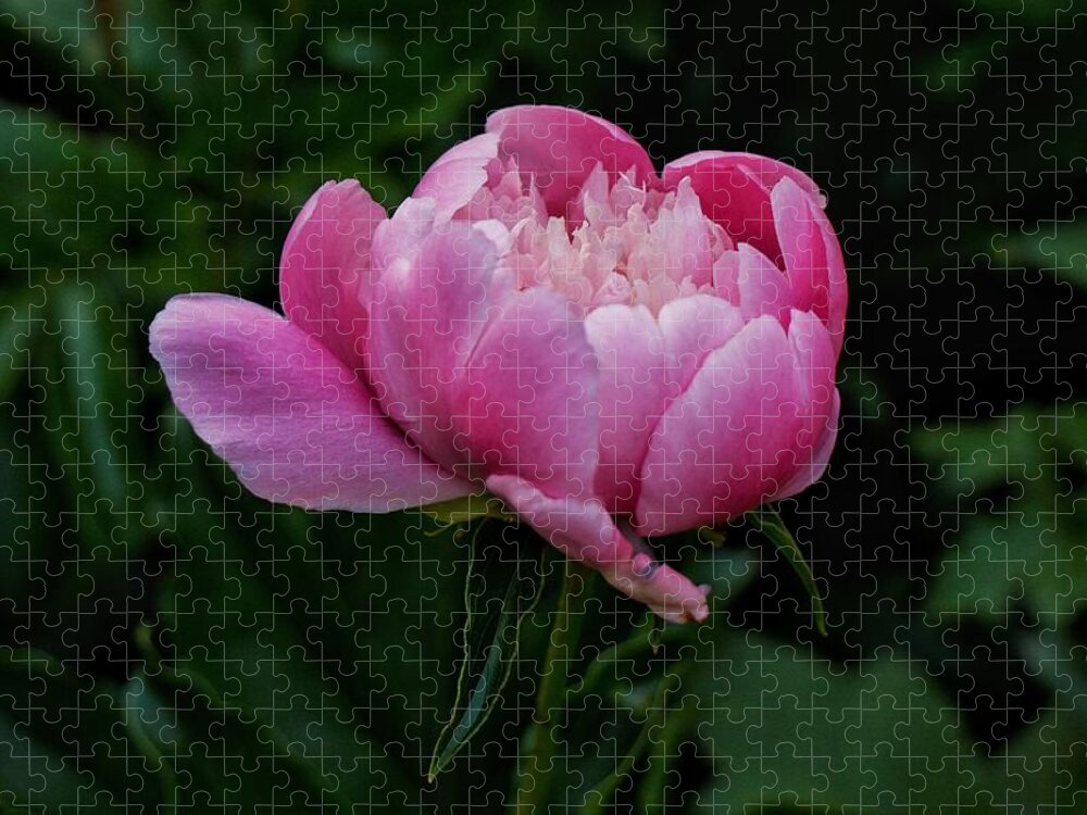 Peony Jigsaw Puzzle featuring the photograph Pink Peony by Chris Berrier