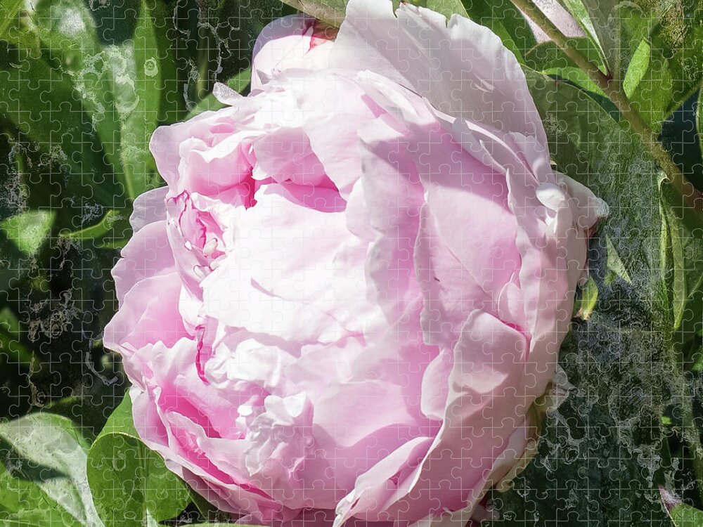 Pink Peony Jigsaw Puzzle featuring the photograph Pink Peony by Scott and Dixie Wiley