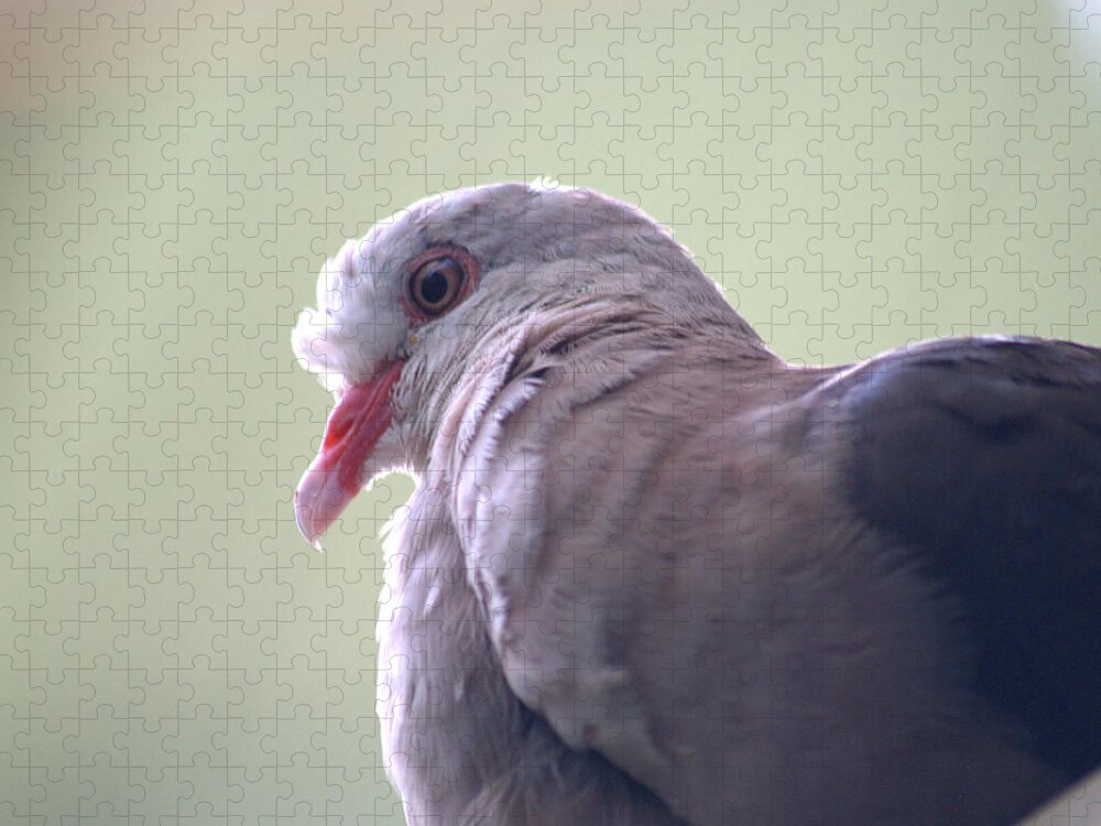  Pink Pigeon Jigsaw Puzzle featuring the photograph pink pigeon Nesoenas mayeri by Nathan Abbott