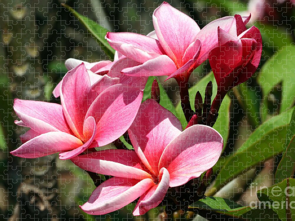 Flower Jigsaw Puzzle featuring the photograph Pink Plumeria by Teresa Zieba