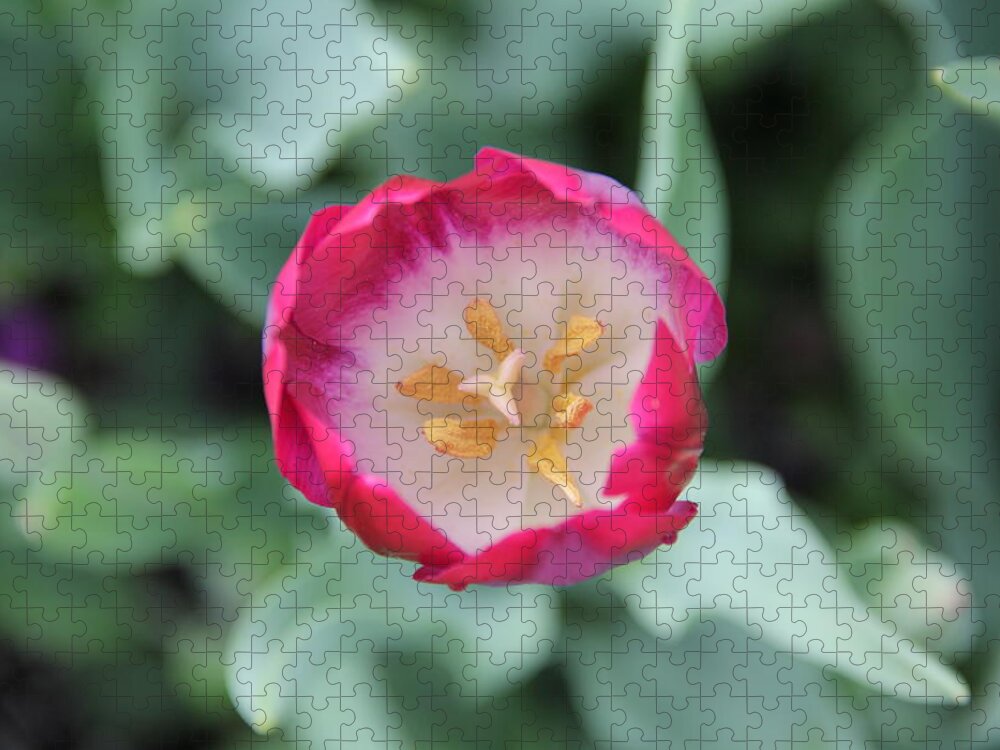 Tulip Jigsaw Puzzle featuring the photograph Pink Tulip Top View by Allen Nice-Webb