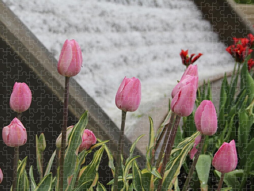 Tulips Jigsaw Puzzle featuring the photograph Pink Tulips by Allen Nice-Webb