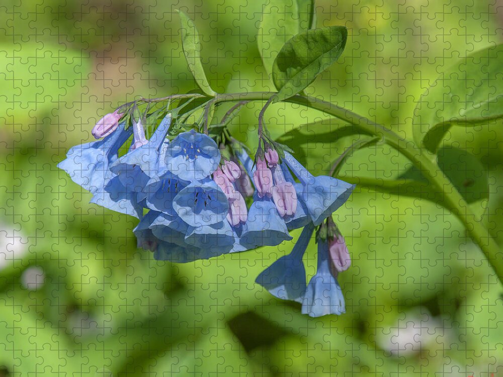 Nature Jigsaw Puzzle featuring the photograph Pink Virginia Bluebells or Virginia Cowslip DSPF0334 by Gerry Gantt