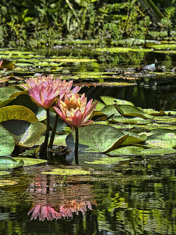 Water Jigsaw Puzzle featuring the photograph Pink Water Lily Reflections by Bill Barber