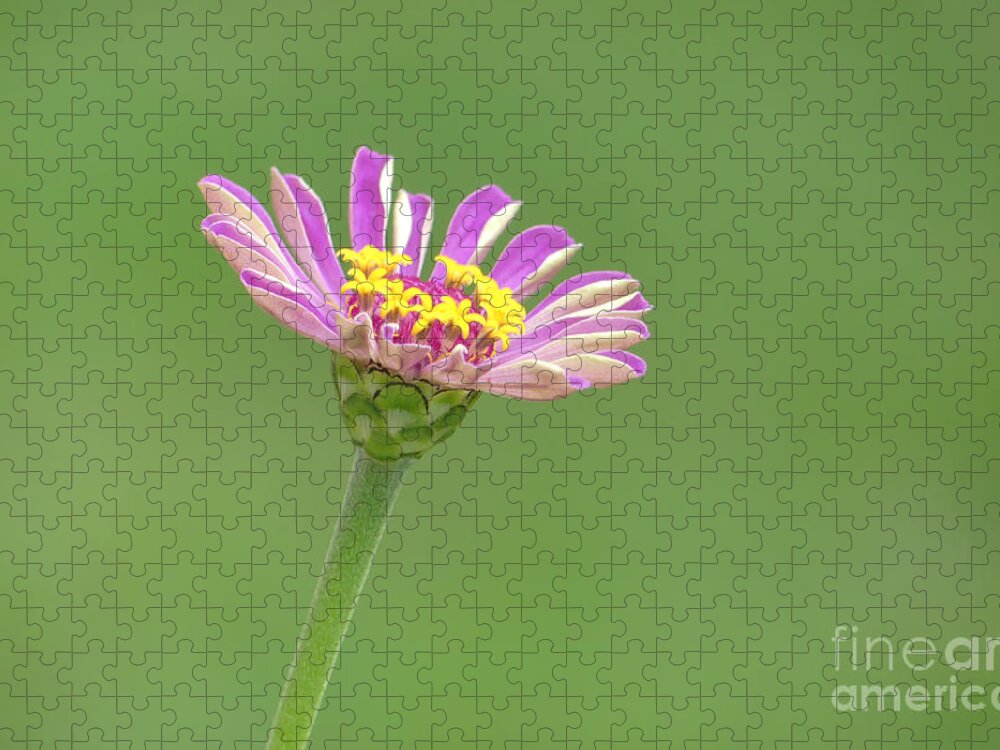 Zinnia Jigsaw Puzzle featuring the photograph Pink Zinnia 02 by Amy Dundon