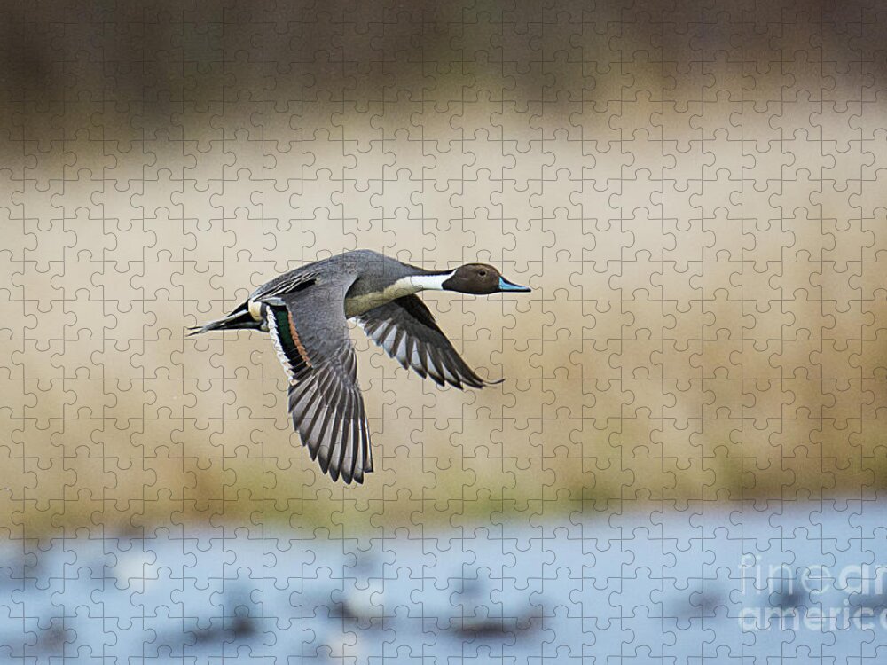 Pintail Jigsaw Puzzle featuring the photograph Pintail Duck by Craig Leaper