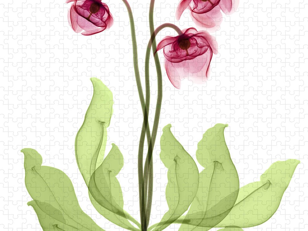 Science Jigsaw Puzzle featuring the photograph Pitcher Plant Flowers, X-ray by Ted Kinsman