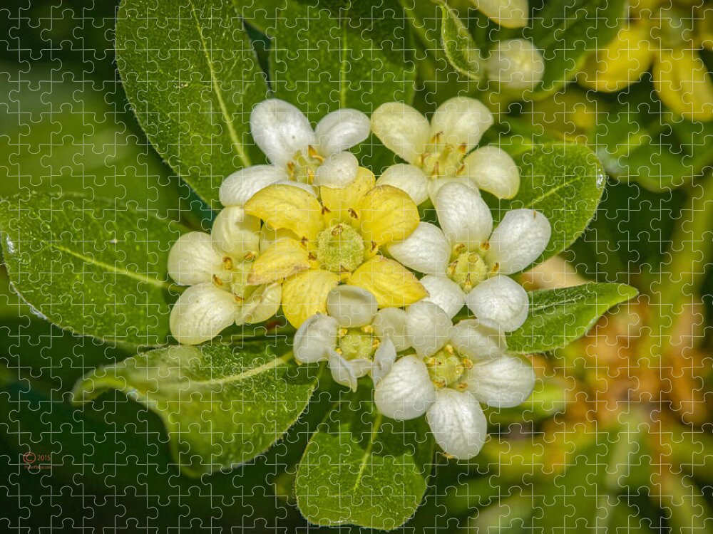 Flowers Jigsaw Puzzle featuring the photograph Pittosporum Flowers by Jim Thompson