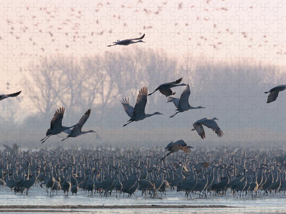 Sandhill Cranes Jigsaw Puzzle featuring the photograph Platte River Morn by Susan Rissi Tregoning