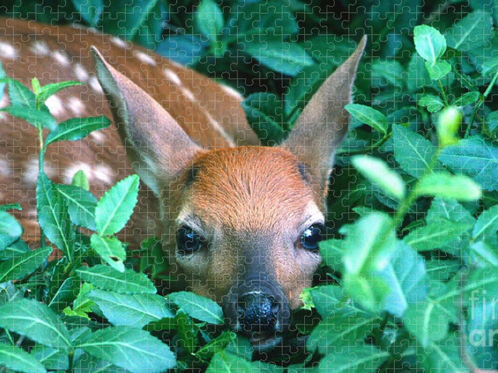 Fawn Jigsaw Puzzle featuring the photograph Playing Peekaboo by Sandra Bronstein