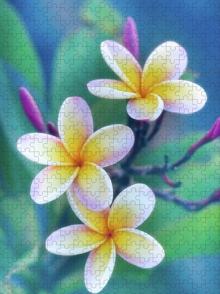 Floral Jigsaw Puzzle featuring the photograph Plumerias in Pastel by Jade Moon