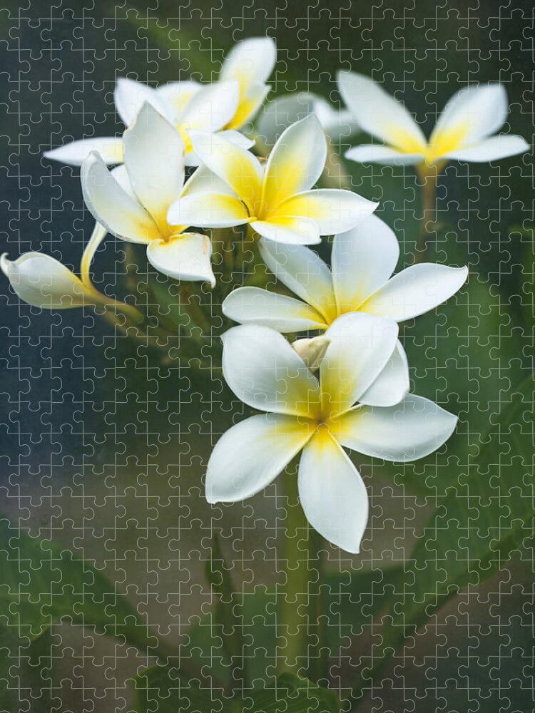 Plumerias Jigsaw Puzzle featuring the photograph Plumerias on a Cloudy Day by Jade Moon 