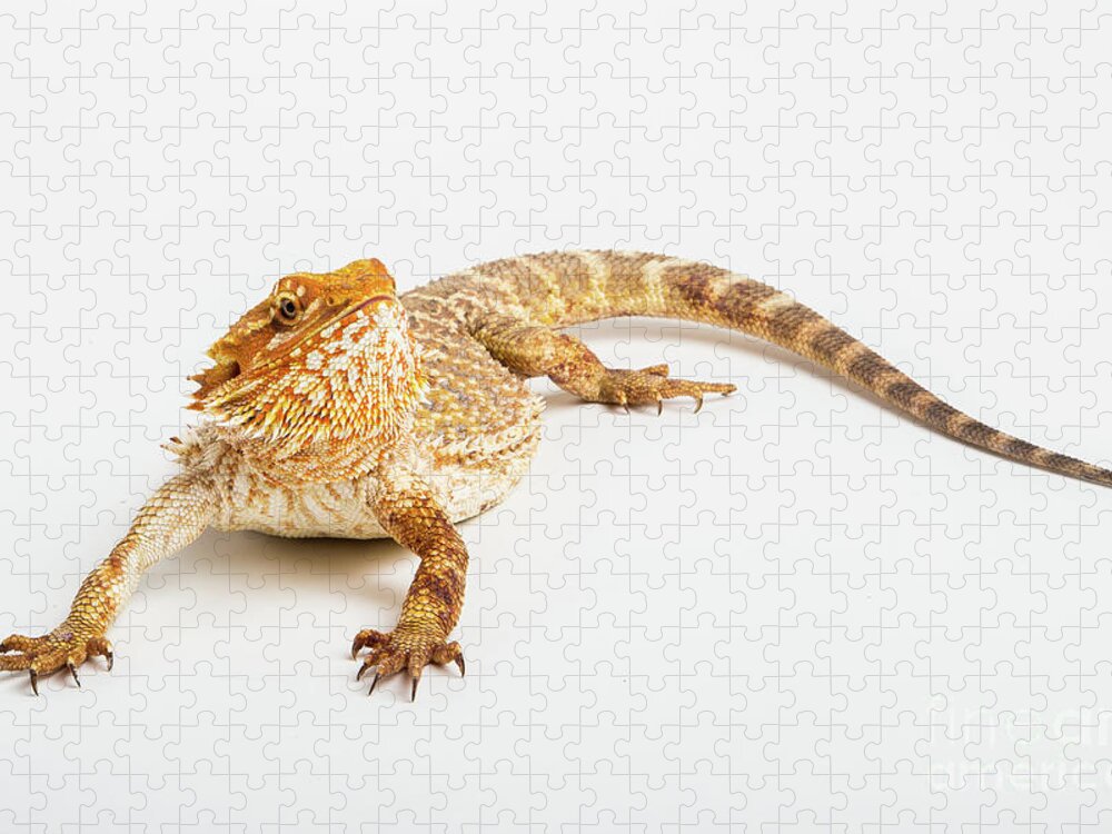 Australian Jigsaw Puzzle featuring the photograph Pogona isolated by Benny Marty