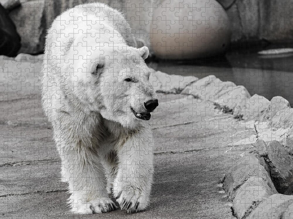 Polar Bear Jigsaw Puzzle featuring the photograph Polar Bear 3 by Susan McMenamin