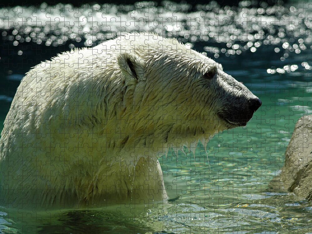 Polar Bear Jigsaw Puzzle featuring the photograph Polar Bear by JT Lewis