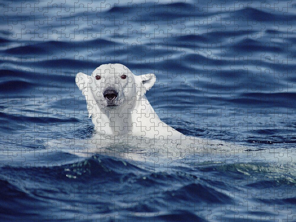 Mp Jigsaw Puzzle featuring the photograph Polar Bear Swimming Baffin Island Canada by Flip Nicklin