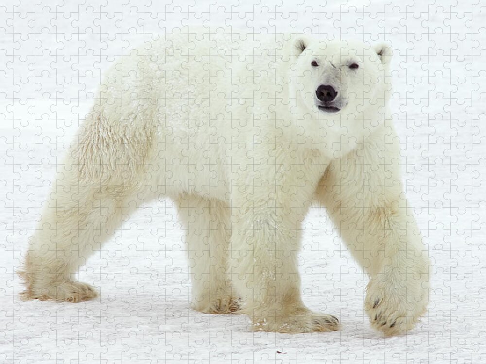 Mp Jigsaw Puzzle featuring the photograph Polar Bear Ursus Maritimus Male by Matthias Breiter
