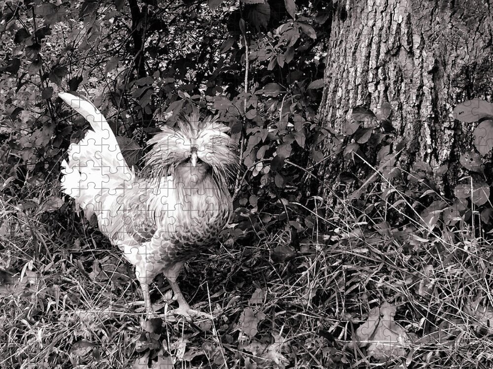 Polish Crested Chicken Jigsaw Puzzle featuring the photograph Polish Crested Chicken by Susan Maxwell Schmidt