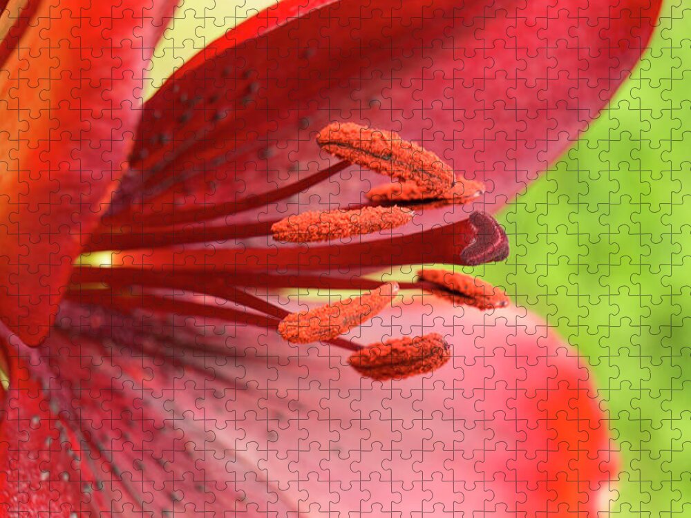Red Jigsaw Puzzle featuring the photograph Pollination ready. by Elena Perelman