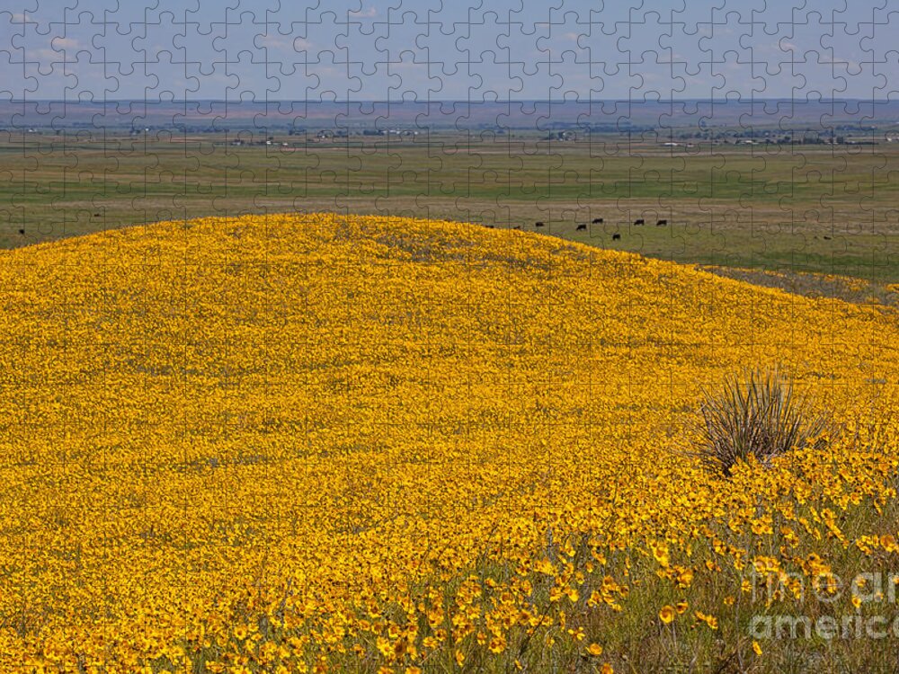 Yellow Wildflowers Jigsaw Puzzle featuring the photograph Mound of Gold by Jim Garrison