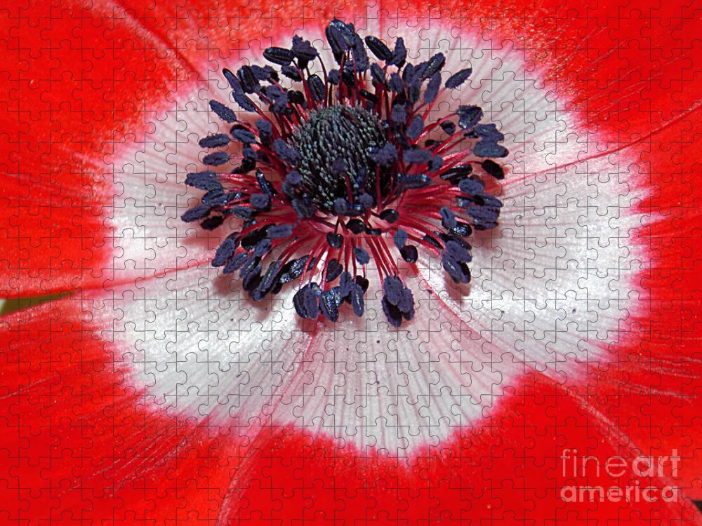 Poppy Jigsaw Puzzle featuring the photograph Poppy by Anita Faye