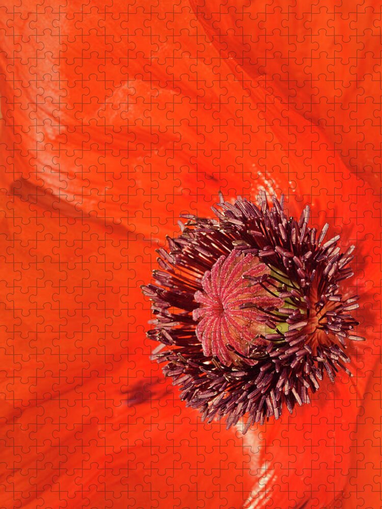 Oriental Poppy Jigsaw Puzzle featuring the photograph Poppy Envy by Jill Love