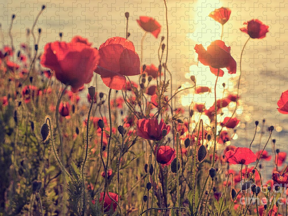 Poppy Jigsaw Puzzle featuring the photograph Poppy flowers at sunset by Patricia Hofmeester
