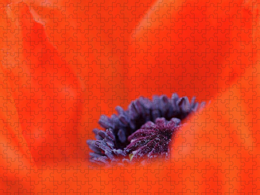 Oriental Poppy Jigsaw Puzzle featuring the photograph Poppy Heart by Debbie Oppermann