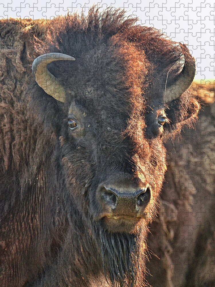 Buffalo Jigsaw Puzzle featuring the photograph Portrait of a buffalo by Nancy Landry