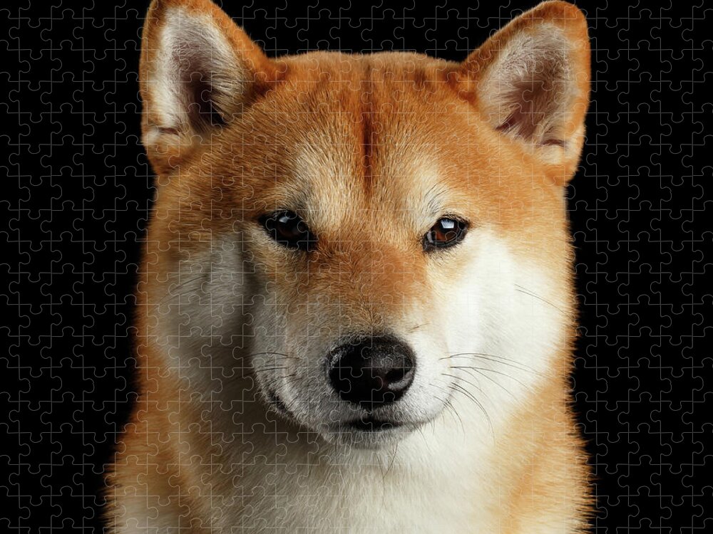 Shiba Jigsaw Puzzle featuring the photograph Portrait of Shiba inu by Sergey Taran