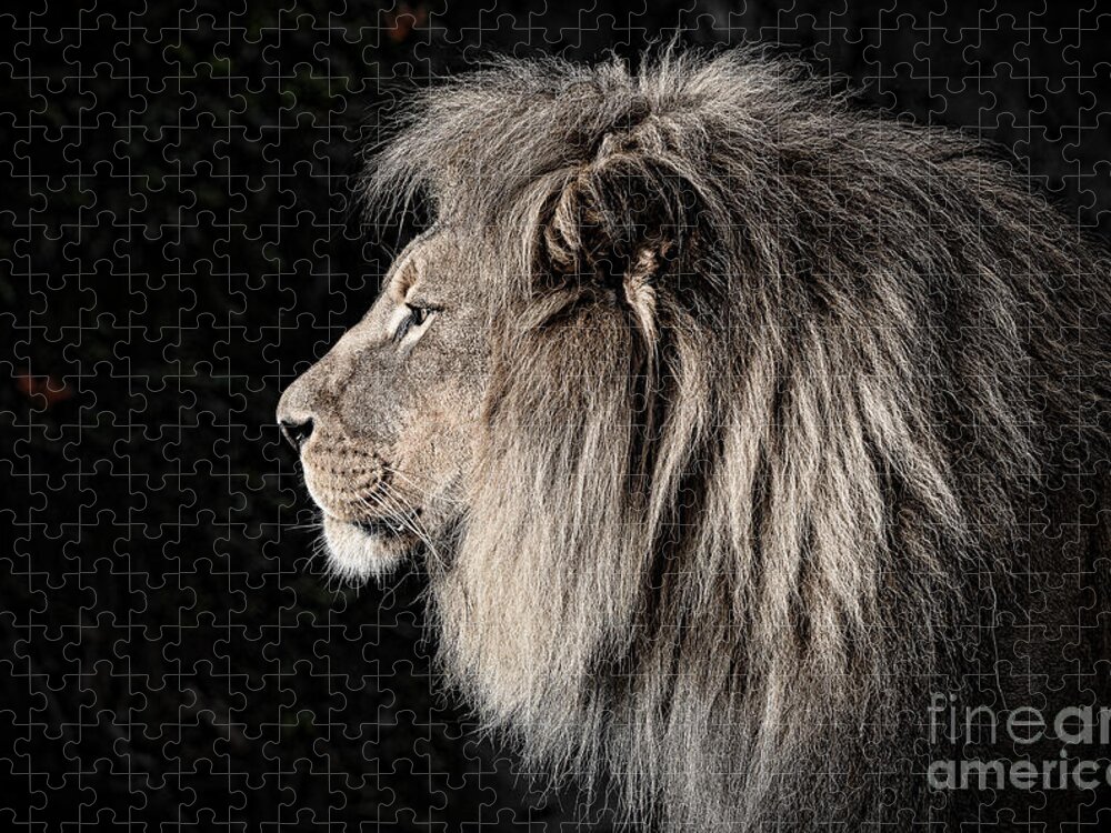 Lion Jigsaw Puzzle featuring the photograph Portrait of the King of the Jungle II by Jim Fitzpatrick