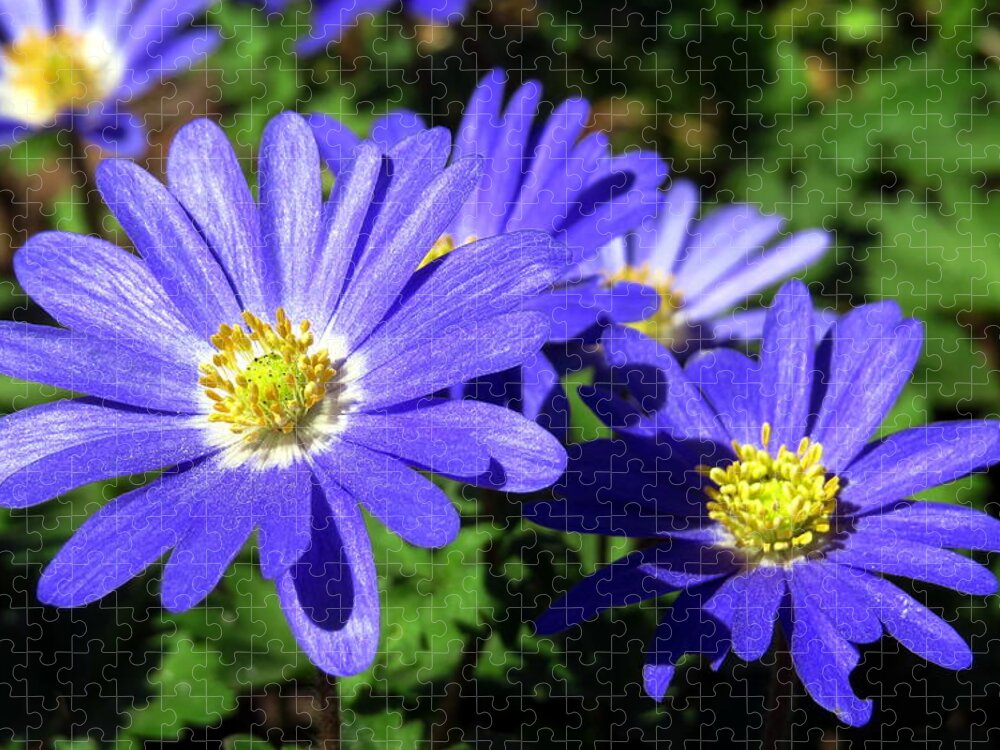 Flowers Jigsaw Puzzle featuring the photograph Posies by Jean Evans