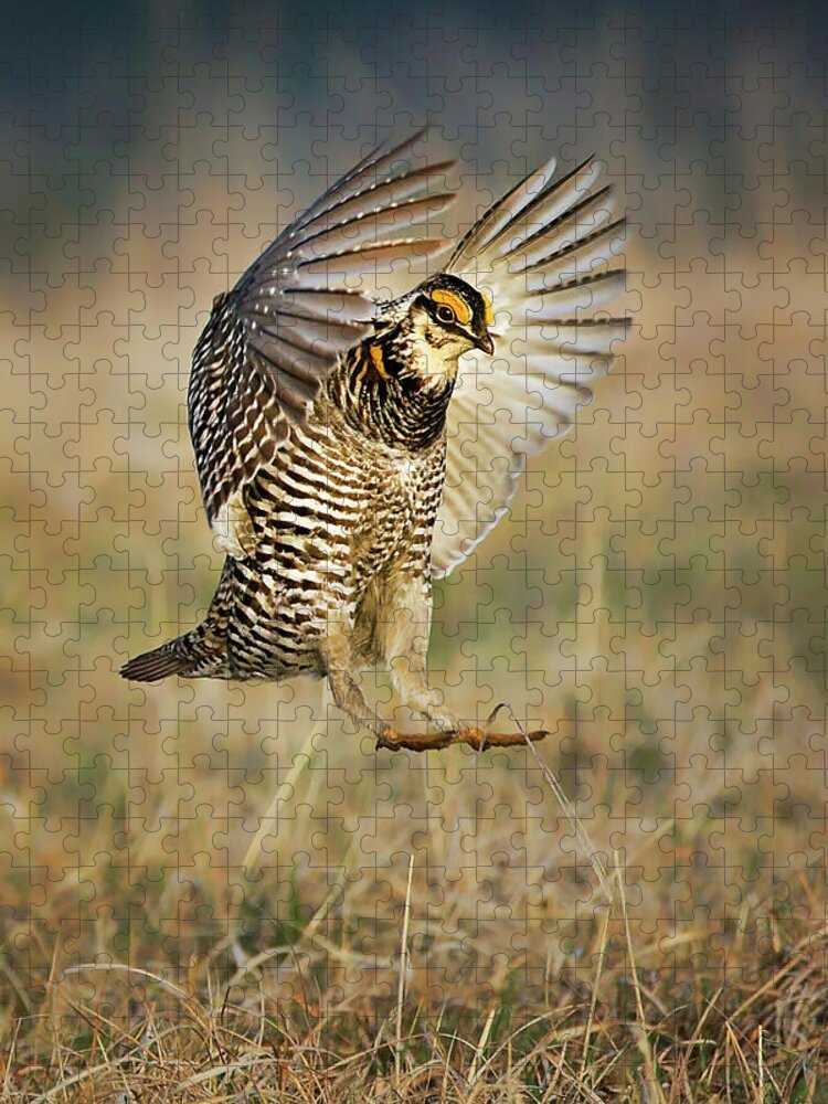 Birds Jigsaw Puzzle featuring the photograph Prairie Chicken - Booming by Nikolyn McDonald