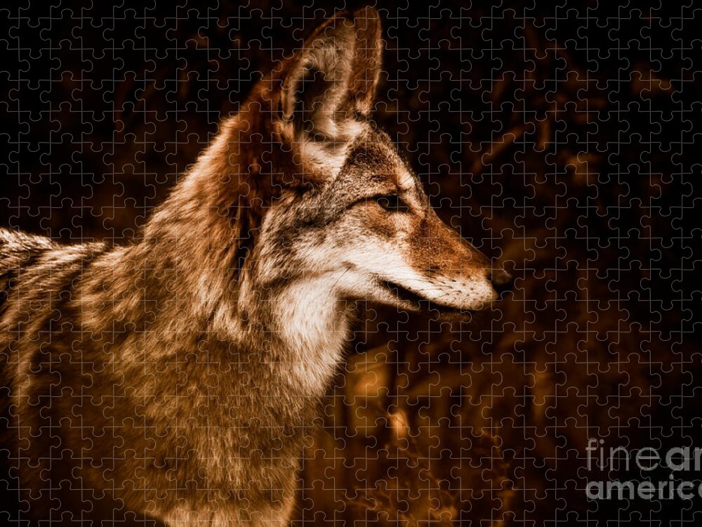 Prairie Wolf Jigsaw Puzzle featuring the photograph Prairie Wolf Portrait by Venetta Archer
