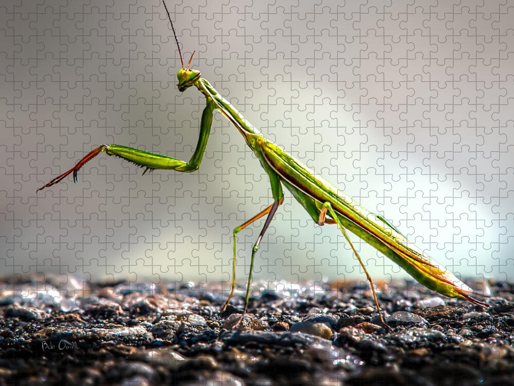 Mantis Jigsaw Puzzle featuring the photograph Praying Mantis by Bob Orsillo