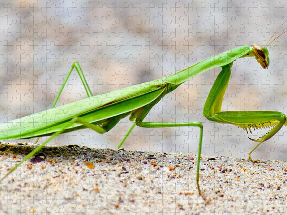 Praying Jigsaw Puzzle featuring the photograph Praying Mantis Profile by Jonny D