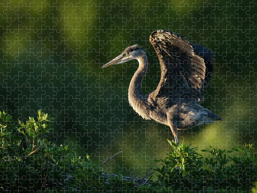 Bird Jigsaw Puzzle featuring the photograph Preparing For First Flight by David Watkins