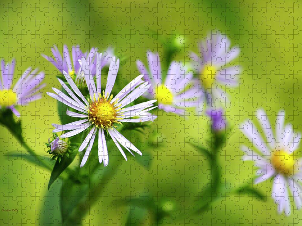 Flowers Jigsaw Puzzle featuring the photograph Pretty Aster Flowers by Christina Rollo