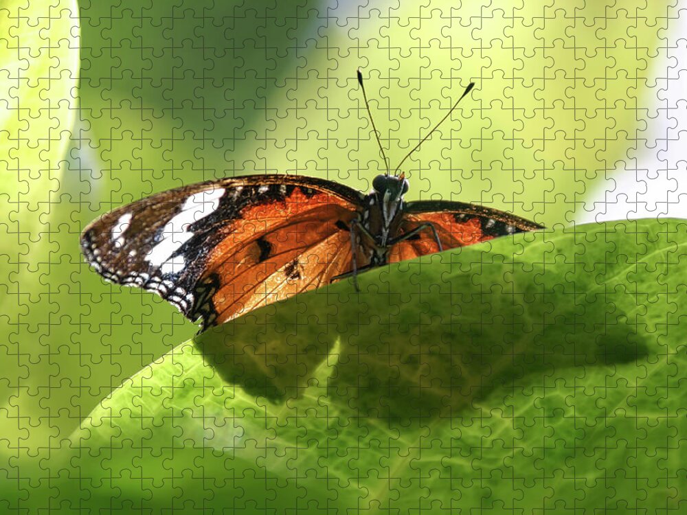 Painted Lady Butterfly Jigsaw Puzzle featuring the photograph Preview - by Julie Weber