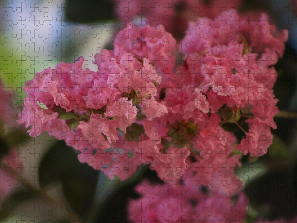 Prism Pink Jigsaw Puzzle featuring the photograph Prism Pink Flowering Crepe Myrtle by Colleen Cornelius