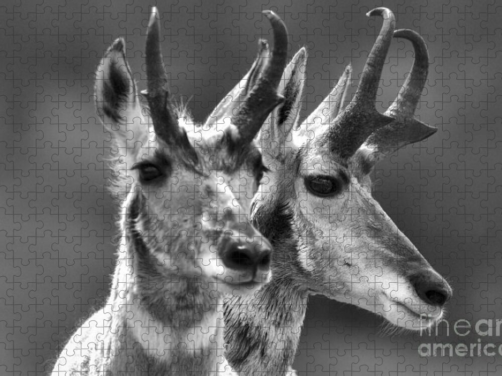 Pronghorn Jigsaw Puzzle featuring the photograph Pronghorn Pair Black And White by Adam Jewell