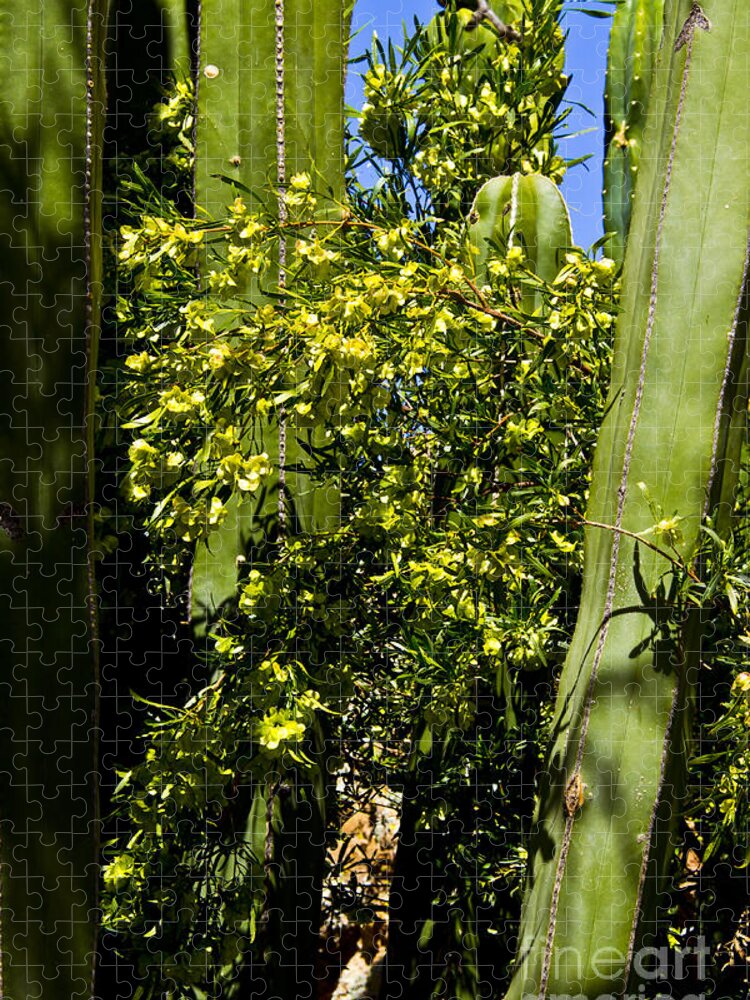 Arizona Jigsaw Puzzle featuring the photograph Protected by Kathy McClure